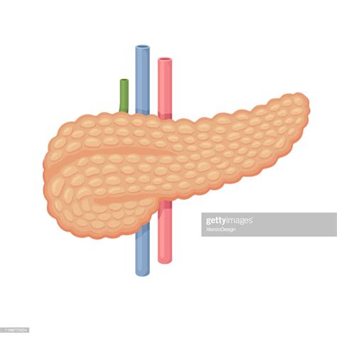 Pancreas Anatomy Human Internal Organs High Res Vector Graphic Getty
