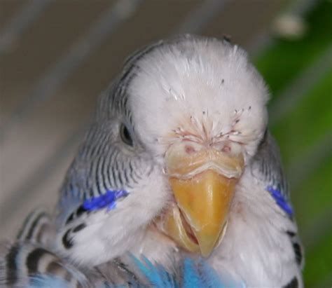 Molting is very strenuous on the bird and therefore occurs during less stressful times. Moulting and New Feathers
