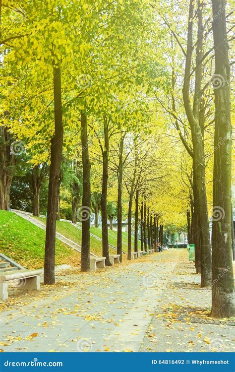 Green Alley With Trees In The Park Stock Photo Image Of Canopy Road
