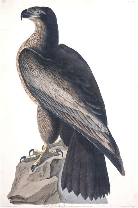 Introducing The Bald Eagle Our National Symbol Audubon