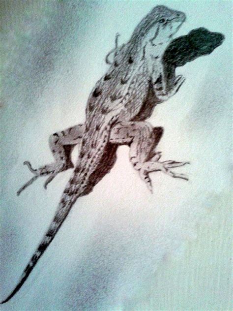 Lizard Drawing Skill