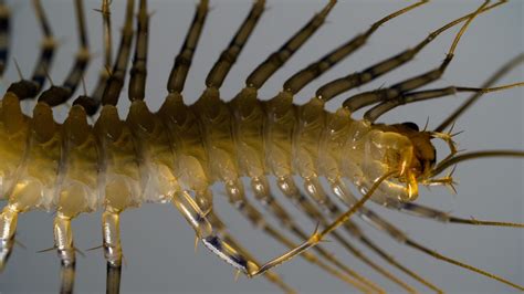 The House Centipede Is One Impressive And Leggy Creepy Crawly