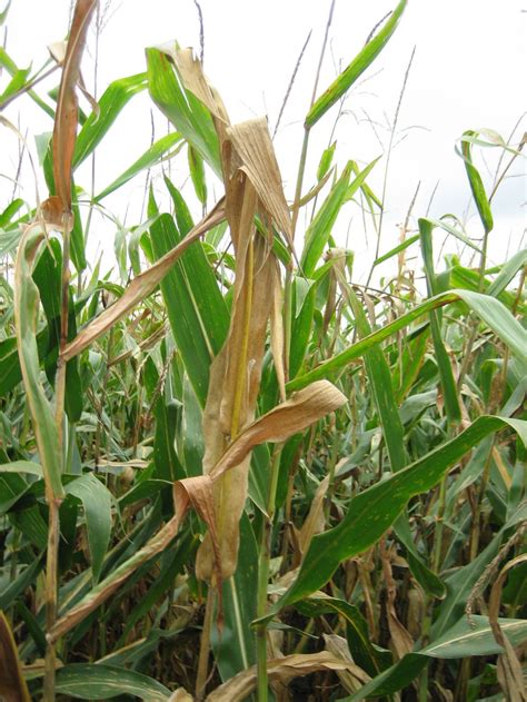 Anthracnose Diseases In Corn