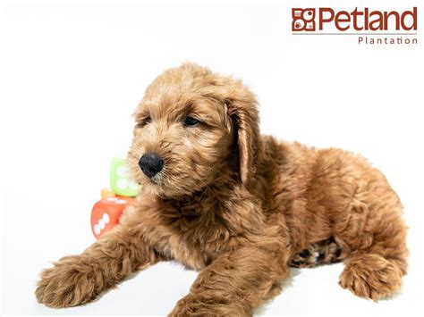 Goldendoodle · west palm beach, fl. Petland Florida has Goldendoodle puppies for sale ...