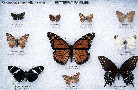 Scottish Butterflies Identification Chart