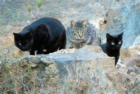 Lanzarote Is An Island Paradise But Not For Its Feral Cats Catster