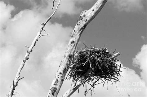 Empty Nest 2 Photograph By Robert Wilder Jr Fine Art America