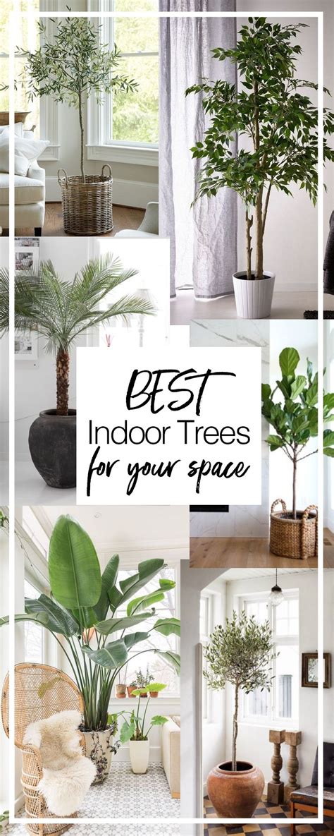 The Best Indoor Trees For Your Space And How To Care For Each Dossier
