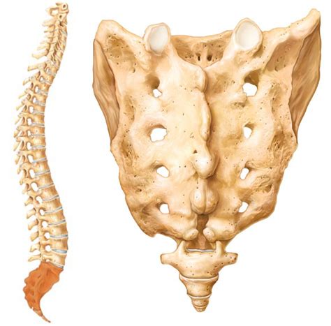 Your Sacrum And Your Coccyx Clearview Chiropractic