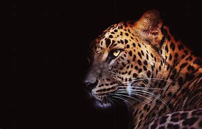 Background Wild Leopard Cat Face Eyes Mustache
