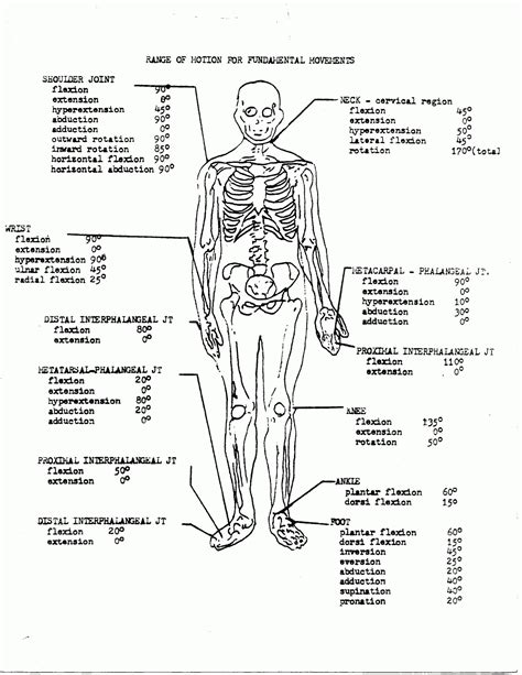 Anatomy And Physiology Printable Worksheets Peggy Worksheets