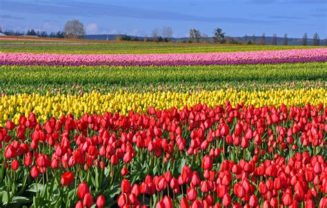 Tulips Field Wallpapers Wallpaper Cave