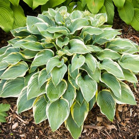 Hosta First Frost Deciduous Flowering Shrub Free Uk Delivery