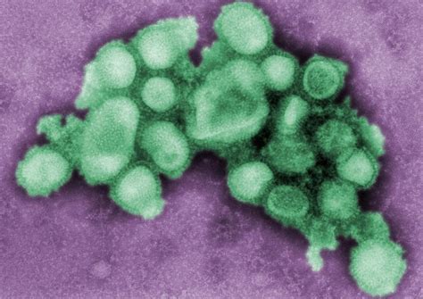 H1n1 Vaccine To Arrive In November Article The United States Army