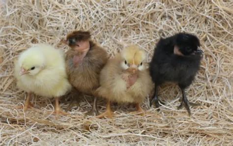 6 TRANSYLVANIAN Naked Neck Turken Hatching Eggs NPIP Certified 10 00