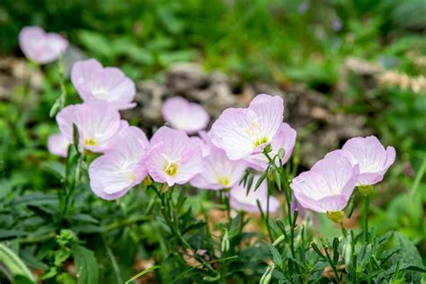 Pink Evening Primrose Plant Care And Growing Guide
