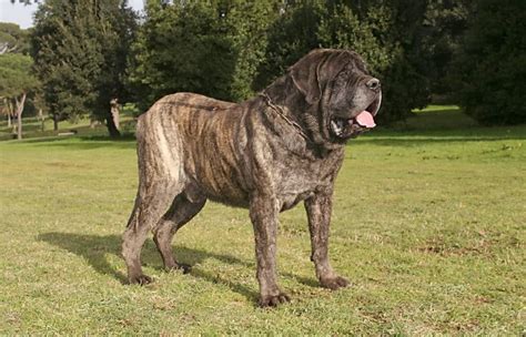 Cães Gigantes Maiores Raças Do Mundo Web Cachorros