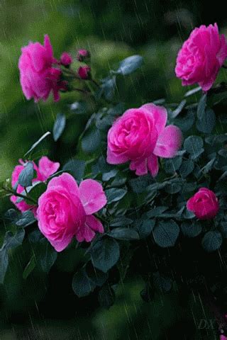 We are happy to install this amazing application of a lot images flowers and roses gif, bouquet, colorful, white, red, love, gif, wallpapers, simples, pictures, pink, yellow, flowers and roses 2020 you can to send roses and. Roses Rain GIF - Roses Rain Water - Discover & Share GIFs