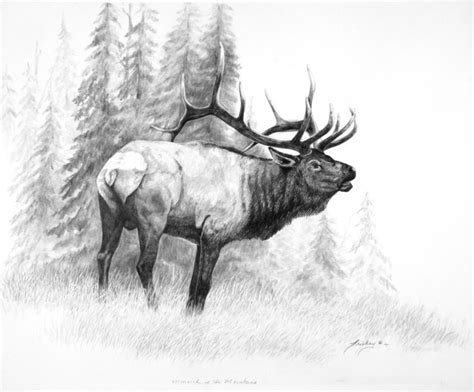Elk Pencil Drawings At Explore Collection Of Elk