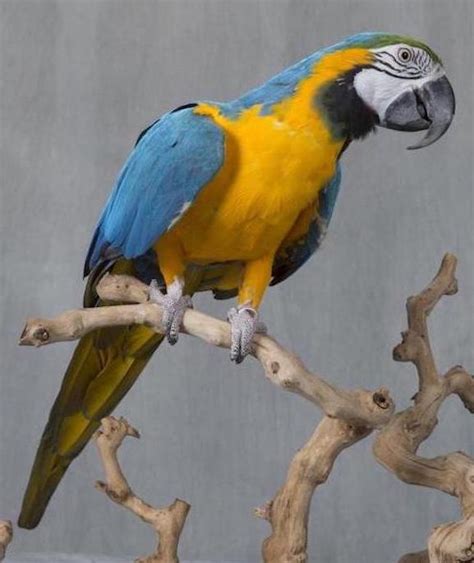 Image Blue And Gold Macaw Merck Veterinary Manual