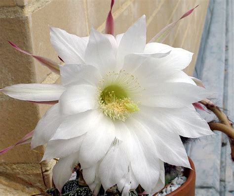 Queen's hospital burton floor 1 belvedere road burton on trent staffordshire de13 0rb. Flowers last 12 hours. | Succulents, Flowers, Plants