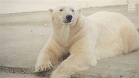 Six Fascinating Facts About The Giants Of Arctic Polar Bears Videos