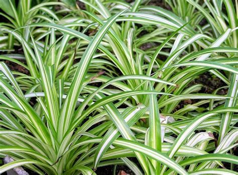 Jenis bunga geranium ada banyak macamnya, dari yang warna merah, merah muda, putih, ungu, dan biru. Cara Memperbanyak dan Merawat Tanaman Lily Paris untuk ...