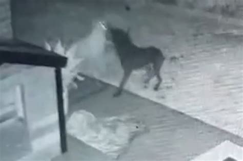 Man Claims Spooky Video Shows Ghost Dog Playing With Pup