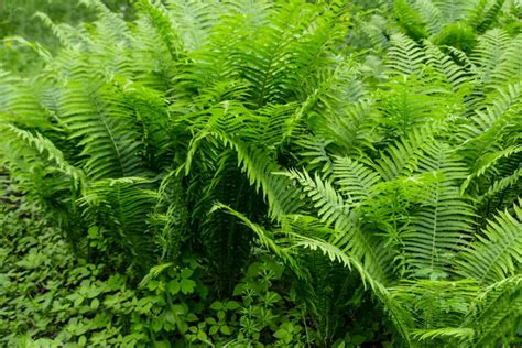 Dixie Wood Ferns Care And Growing Guide