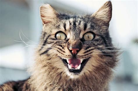 11 Cat Sounds And What They Mean The Purrington Post