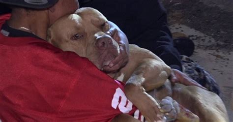 Dog Recovering After Being Hit By Car