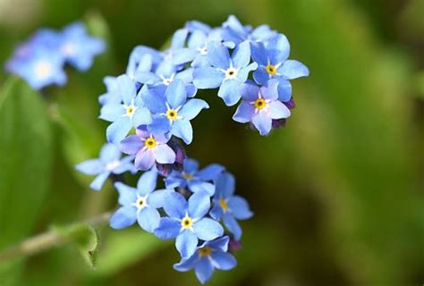 Alaskas State Flower Forget Me Not