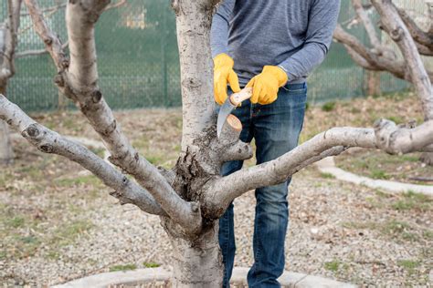 How To Prune Plum Trees