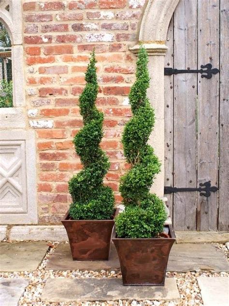 How To Grow Boxwood Topiary Decorating Ideas For Home And Patio