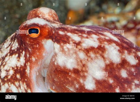 Curled Octopus Lesser Octopus Horned Octopus Eledone Cirrhosa