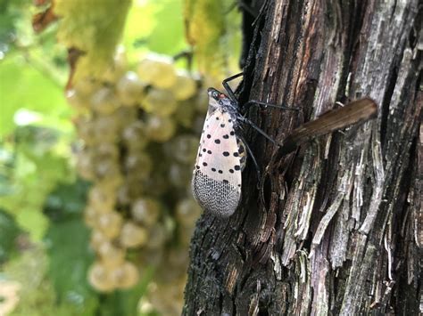 Preparing for the Invasive Spotted Lanternfly Threat ...