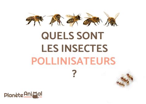 Quels Sont Les Insectes Pollinisateurs À Découvrir 9 Insectes