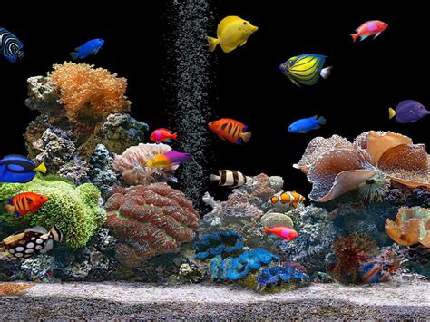 Fotos De Peixes No Aquário
