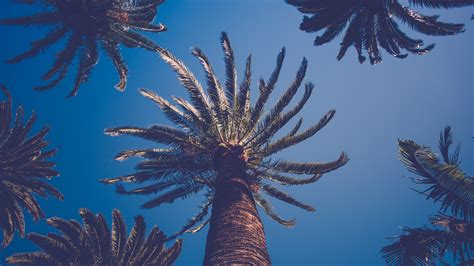 You can download the wallpaper and also utilize it for your desktop computer. Palm Trees Wallpaper (78 Wallpapers) - HD Wallpapers