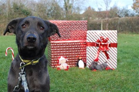 Dogs That Need A Forever Home In Berkshire This Christmas Including