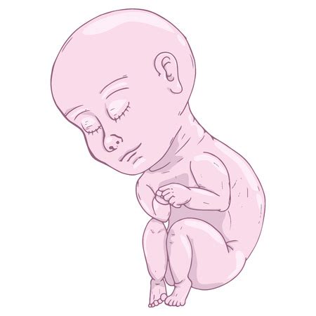 Vector Of Baby In Fetal Position Icon Id Royalty Free