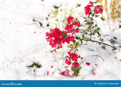 Beautiful Red Roses Covered First Snow Stock Image Image Of
