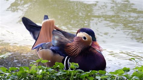 Rare Mandarin Duck Mysteriously Appears In New Yorks Central Park