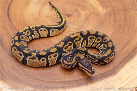 African Import Ball Python 180 Outback Reptiles