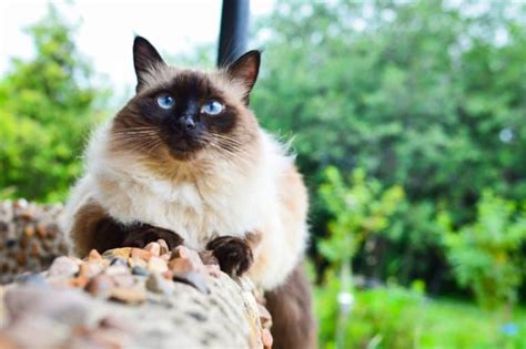 8 Best Cat Foods For Balinese Cats 2022 Update