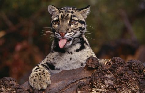 The clouded leopard (neofelis nebulosa) is a cat found from the himalayan foothills through mainland southeast asia into china, and has been classified as vulnerable in 2008 by the international union for conservation of nature (iucn). Clouded Leopard (Neofelis nebulosa) | about animals