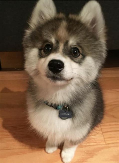 10 Pictures Of Norman The Pomsky—pomeranian And Husky Mix That Will Lighten Up Your World