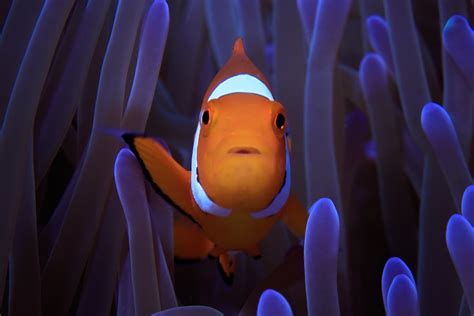 Finding Nemo Put Clownfish On The Map Now We Know How They Get Their