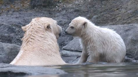 Zoo Hannover Junge Eisbärin Macht Ersten Ausflug Ins Freie Sternde