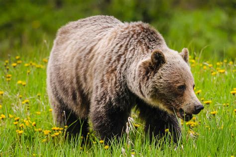 Grizzly Bear Animal
